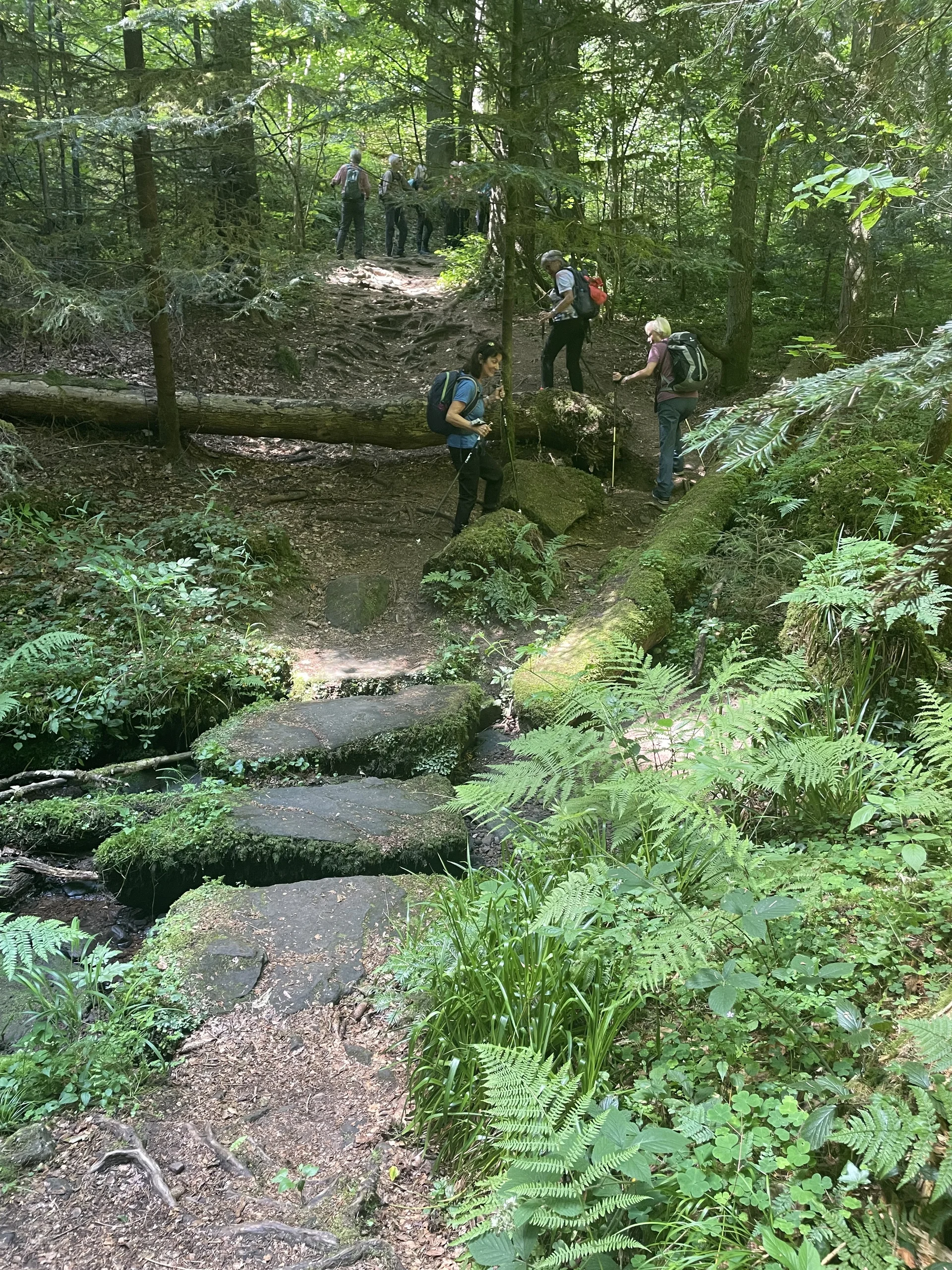 Während der Wanderung auf einem Pfad im Wald. | © DAV Ebingen