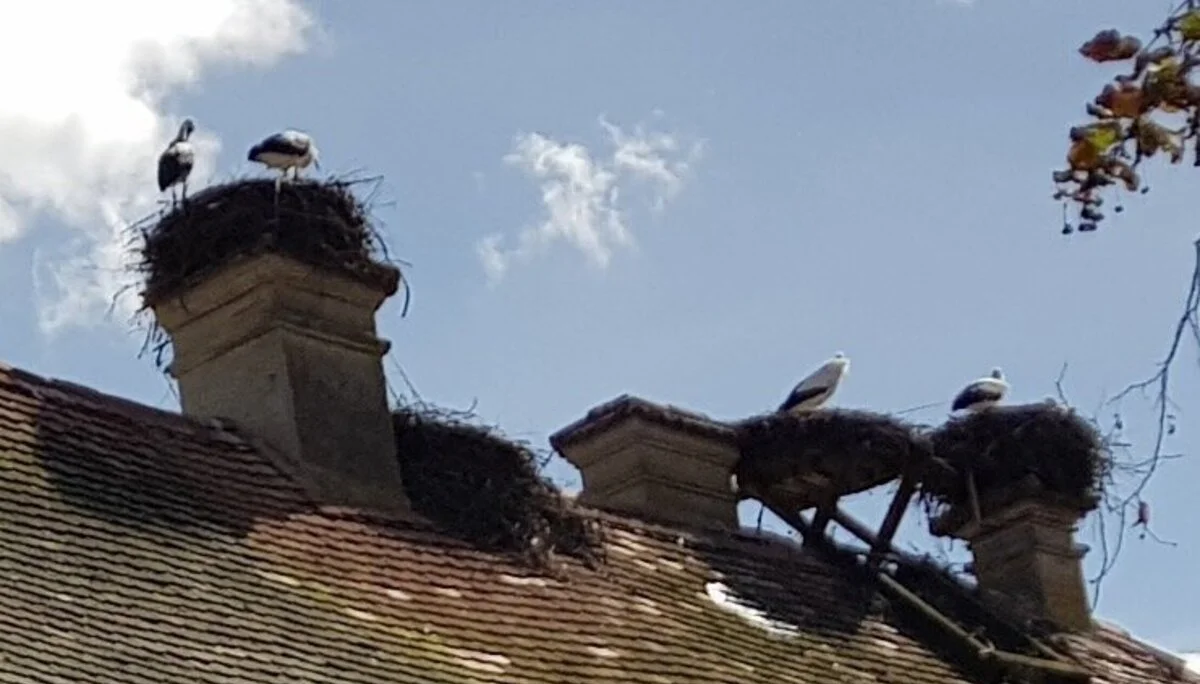 Während der Wanderung konnten die Senioren auch Storchennester bestaunen. | © DAV Ebingen