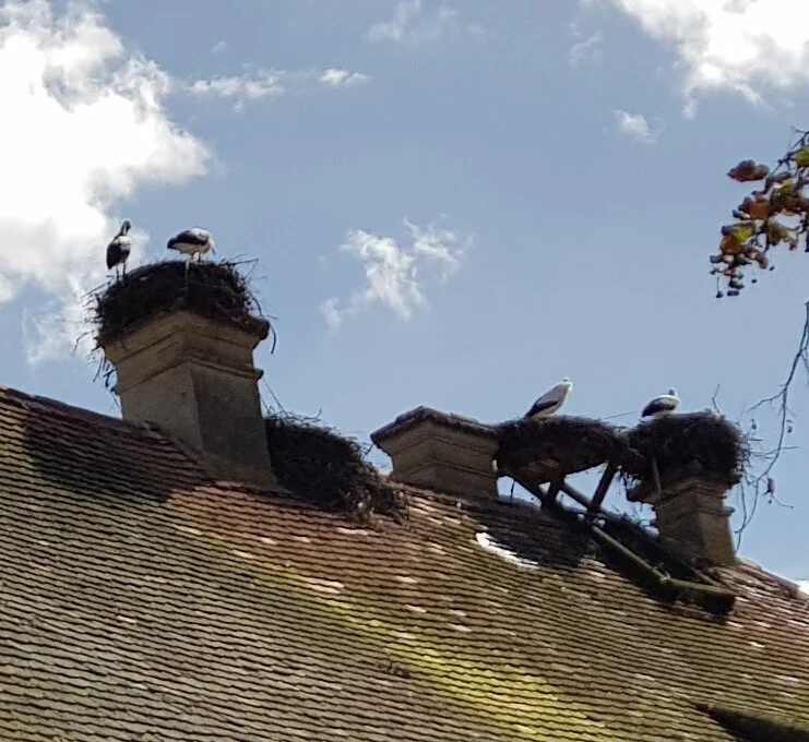 Während der Wanderung konnten die Senioren auch Storchennester bestaunen. | © DAV Ebingen