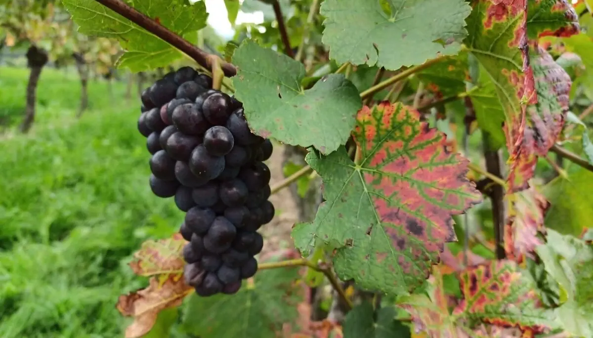 Die Wanderung führte unter anderem entlag von Weinbergen. | © DAV Ebingen