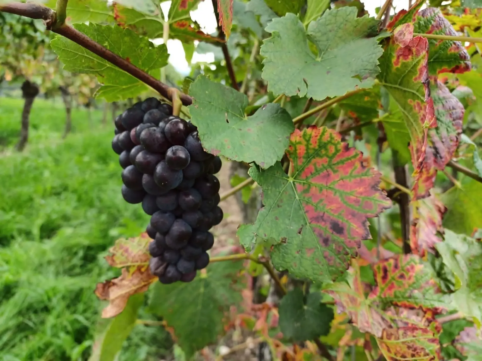 Die Wanderung führte unter anderem entlag von Weinbergen. | © DAV Ebingen