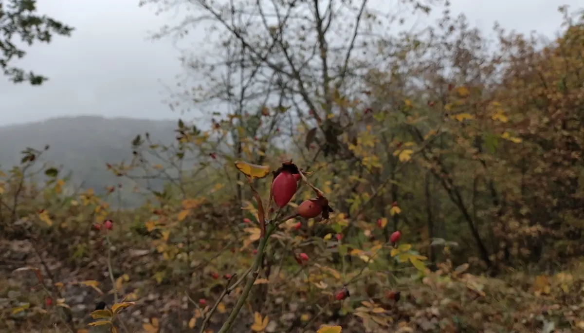 Ziel der Aktion war es, den Mühlefelsen von Bewuchs zu befreien. | © DAV Ebingen