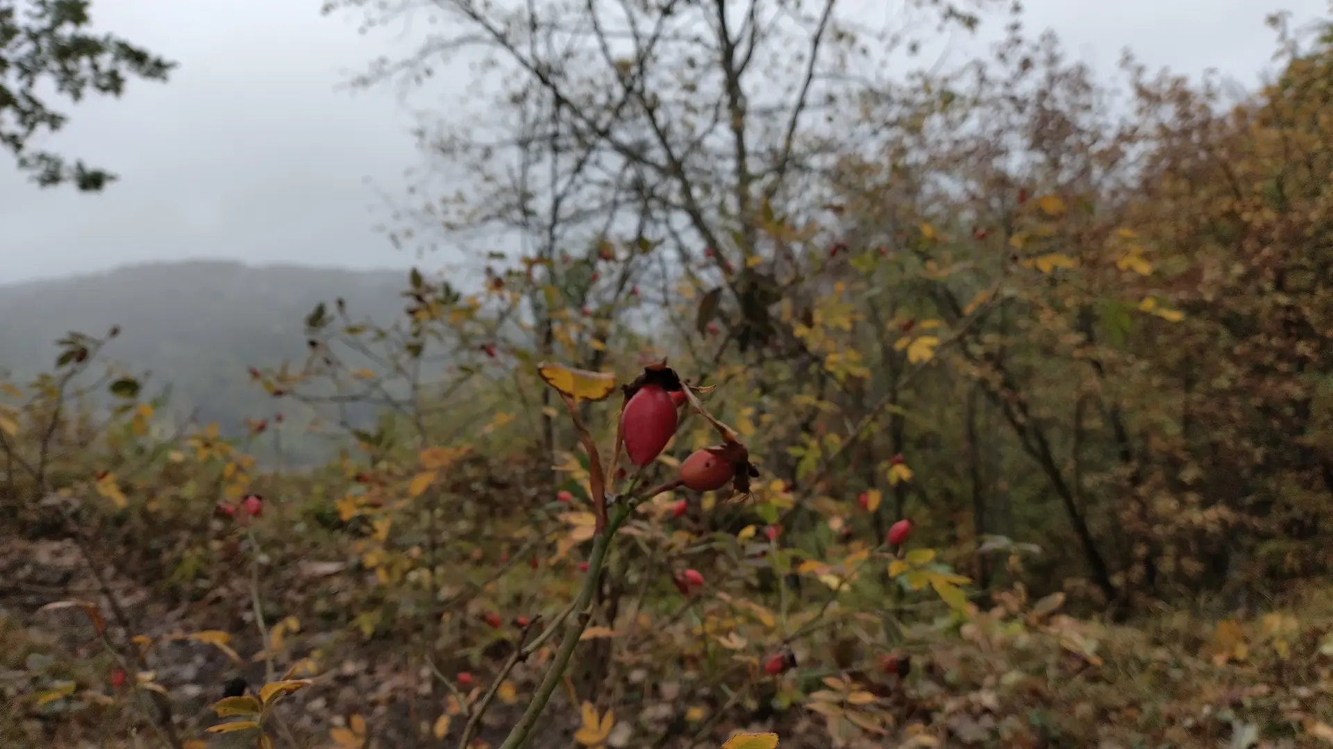 Ziel der Aktion war es, den Mühlefelsen von Bewuchs zu befreien. | © DAV Ebingen