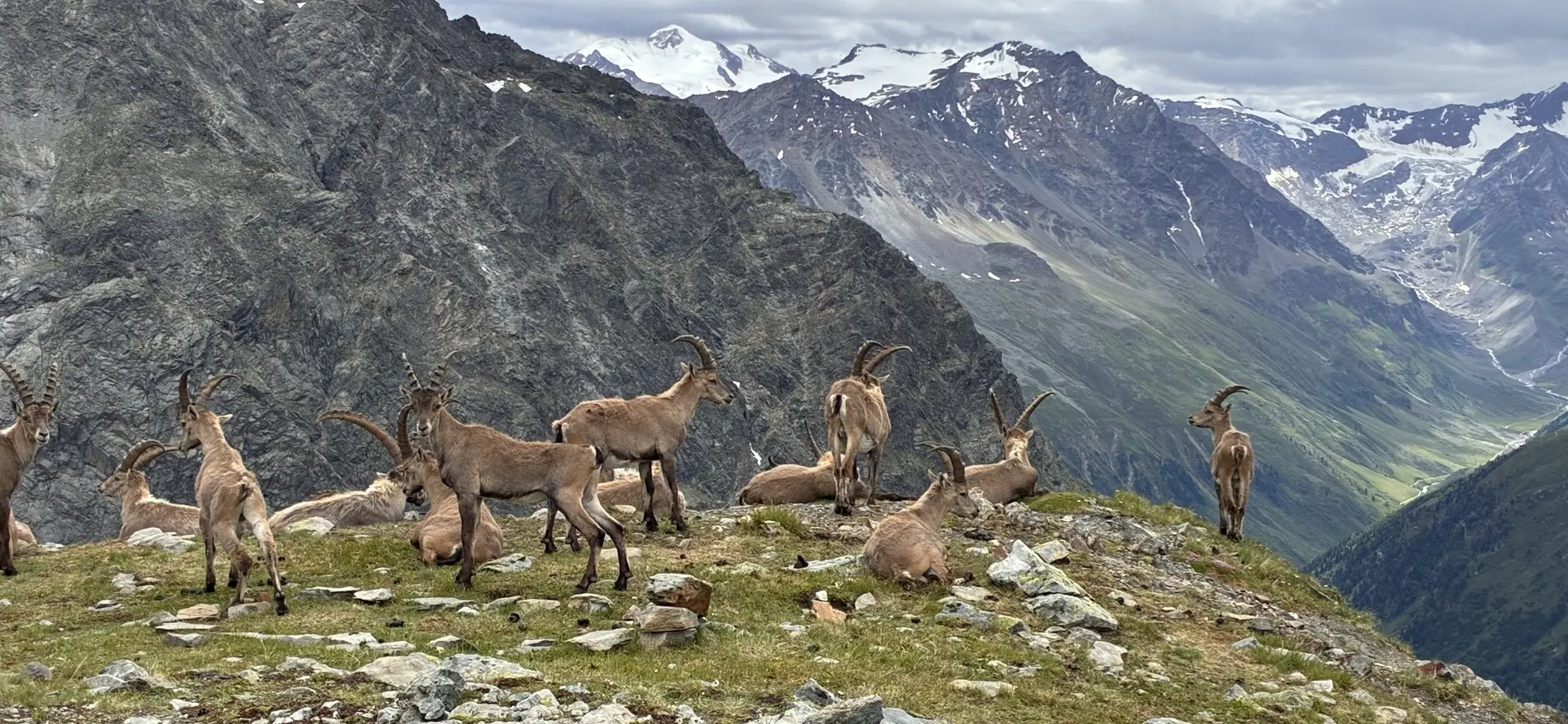 Ein Gruppe Gämsen. | © DAV Ebingen