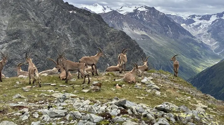 Ein Gruppe Gämsen. | © DAV Ebingen
